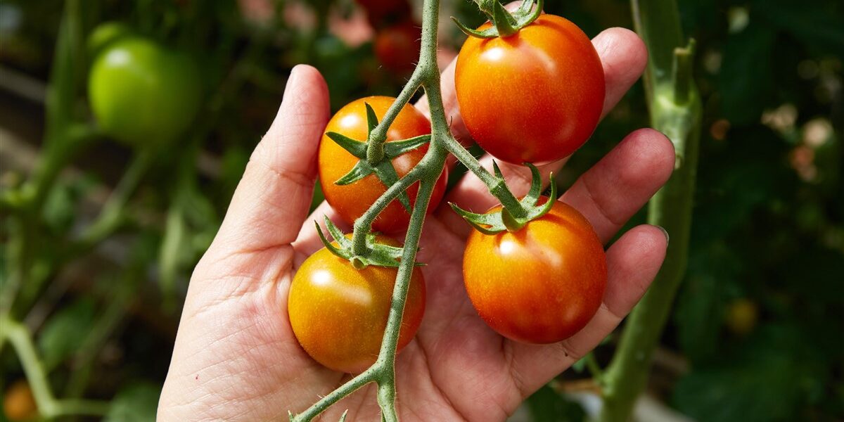 Cultiver des tomates