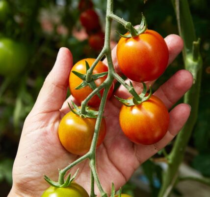 Cultiver des tomates