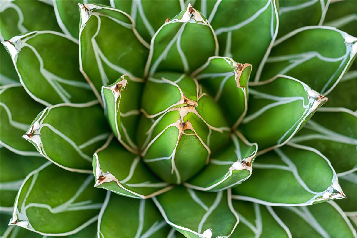 Culture domestique de l'agave