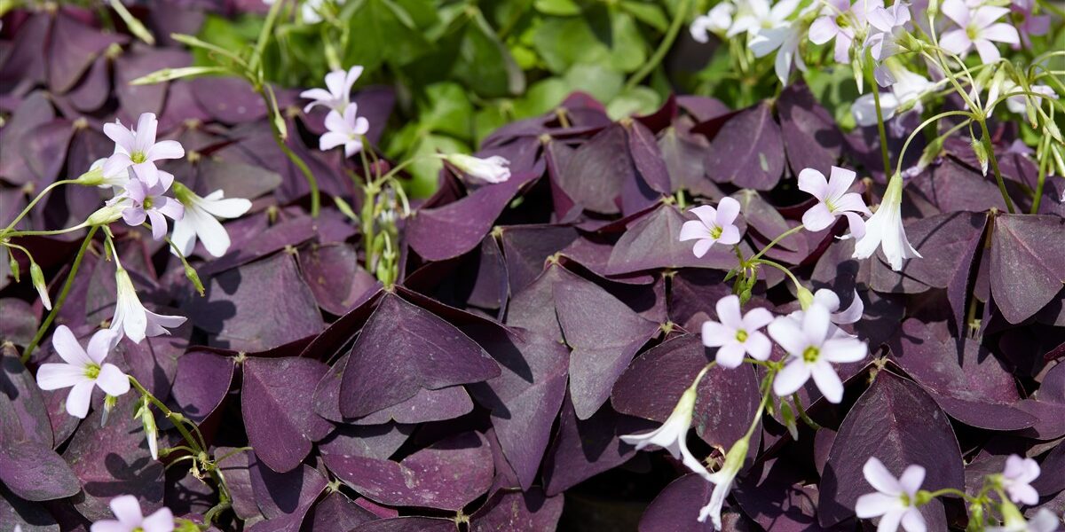 Oxalis triangularis en intérieur