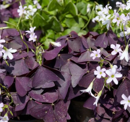 Oxalis triangularis en intérieur