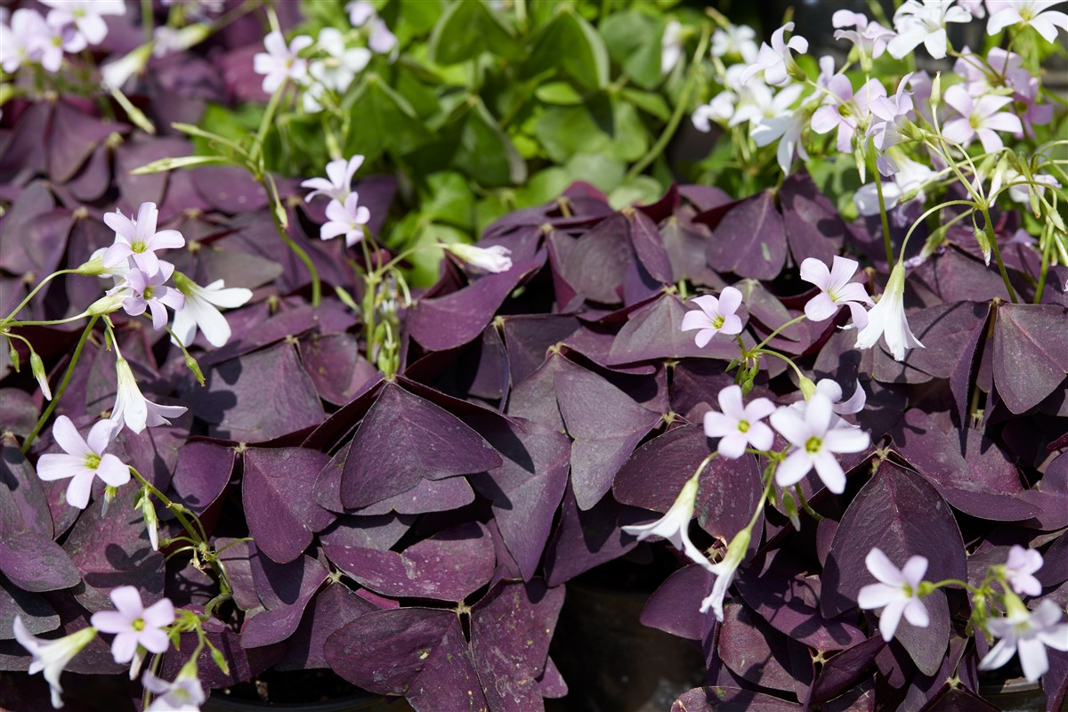 Oxalis triangularis en intérieur