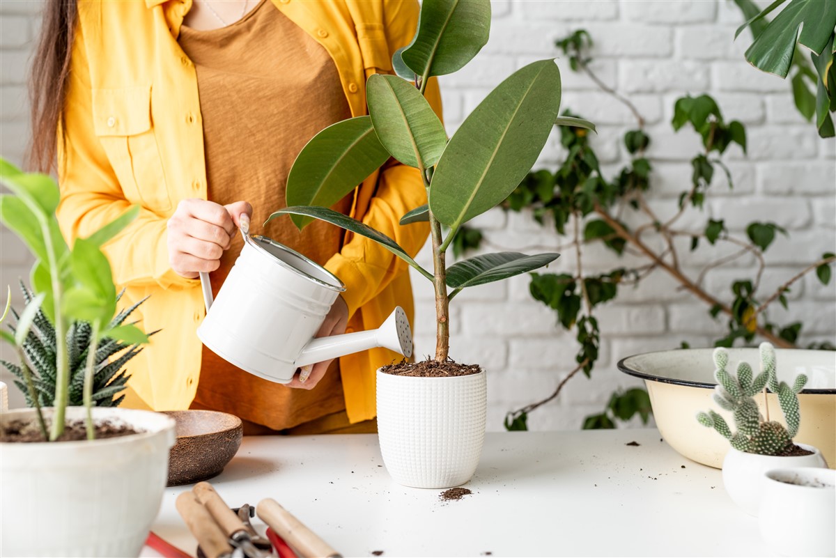 arrosage de ficus elastica