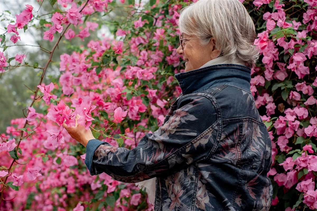 plantation de bougainvillier en climat tempéré