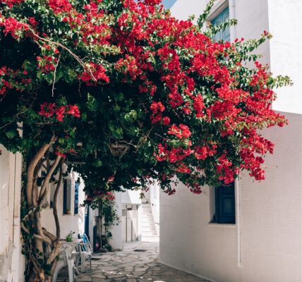 plantation et entretien pour votre bougainvillier