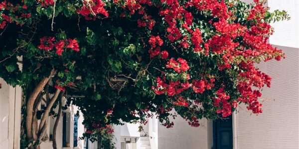 plantation et entretien pour votre bougainvillier