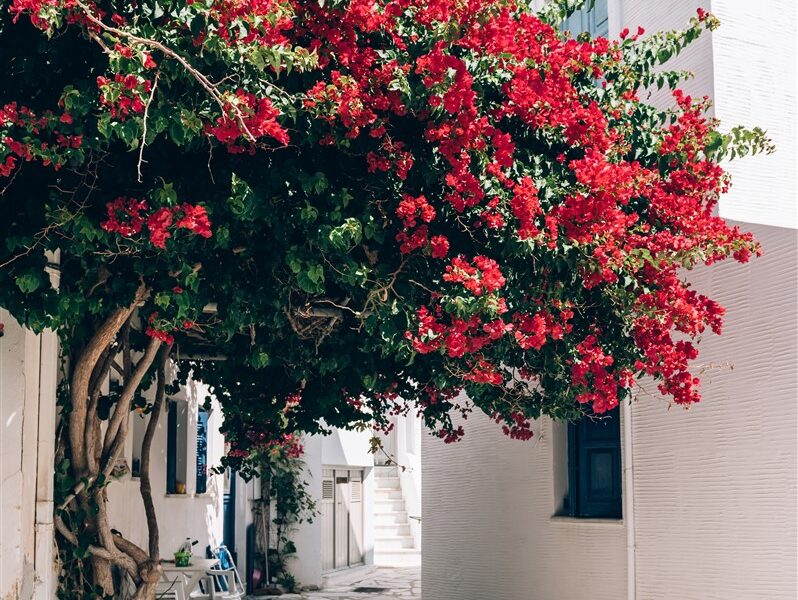 plantation et entretien pour votre bougainvillier