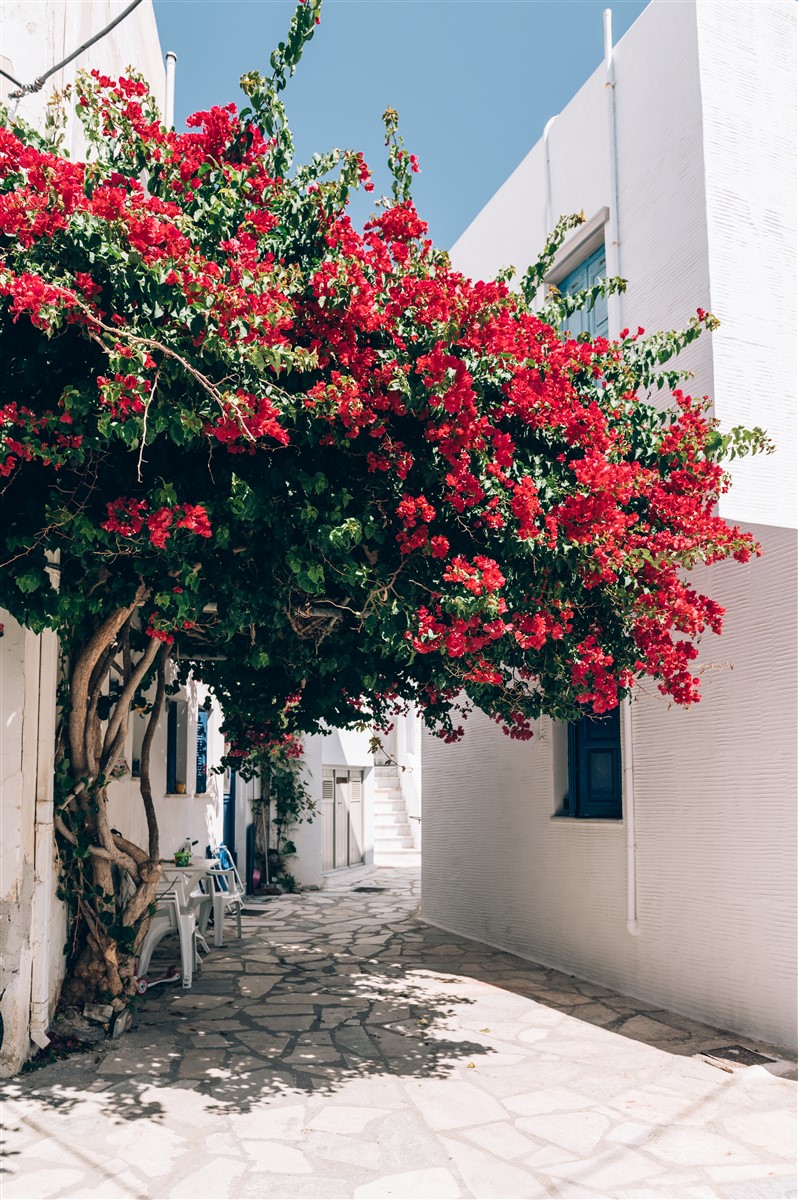 plantation et entretien pour votre bougainvillier