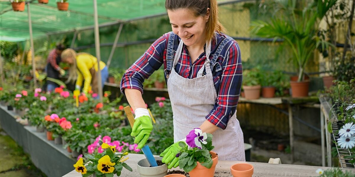 plantes aromatiques en pot