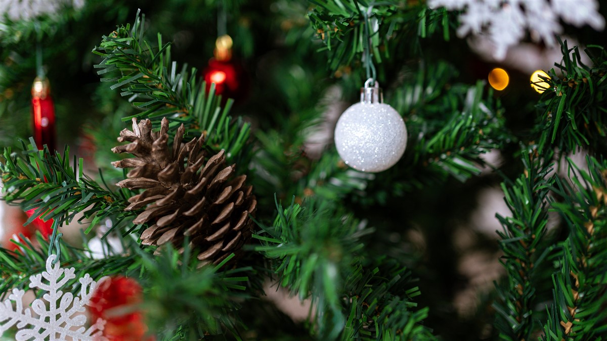 sapins miniatures avec des pommes de pin