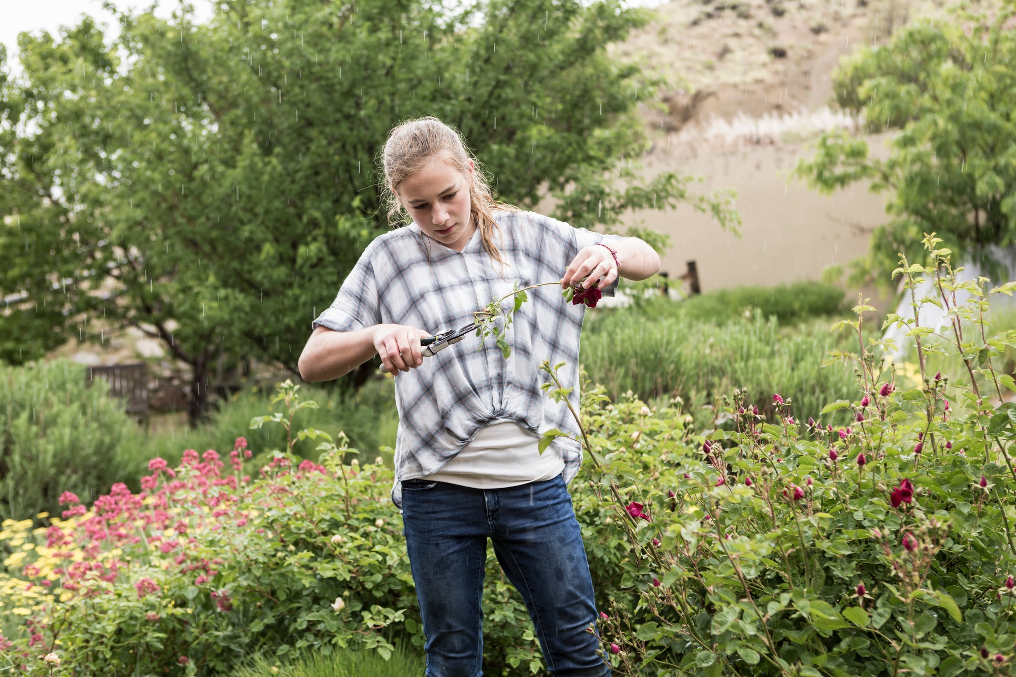 13 year old girl cutting roses from formal garden