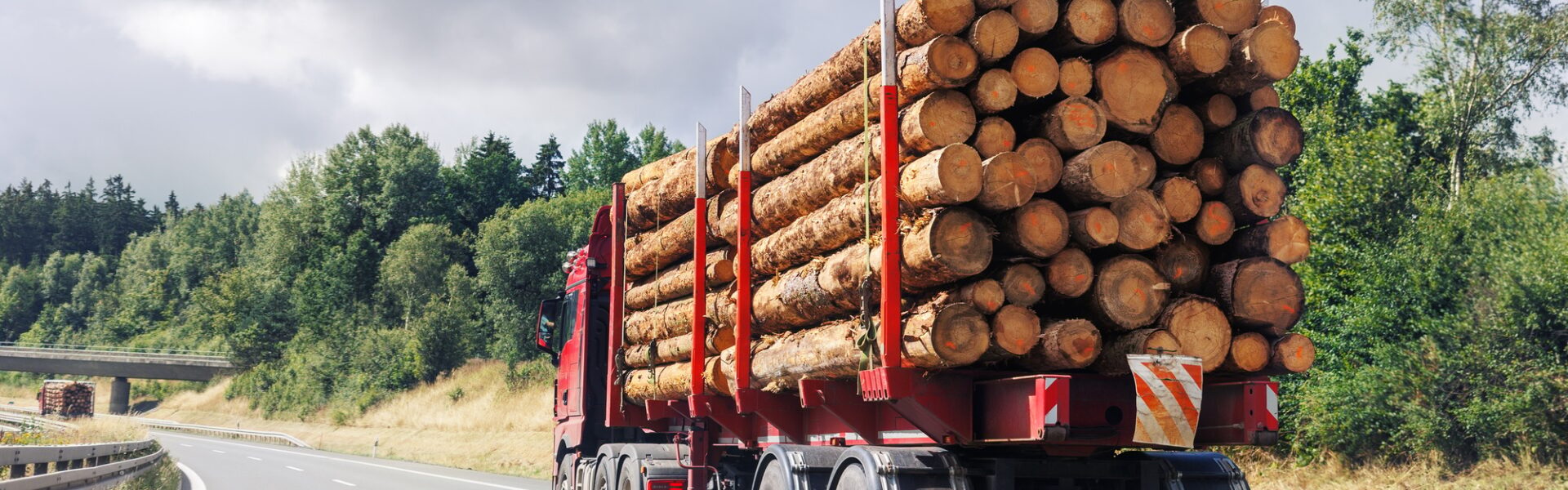 Back view many long heavy industrial wood carrier cargo vessel truck trailer with big timber pine