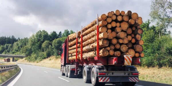 Back view many long heavy industrial wood carrier cargo vessel truck trailer with big timber pine