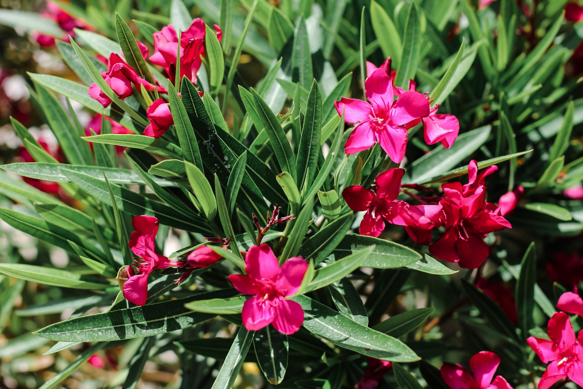 Blooming pink oleander flowers or nerium background. Spring, nature, exotic.