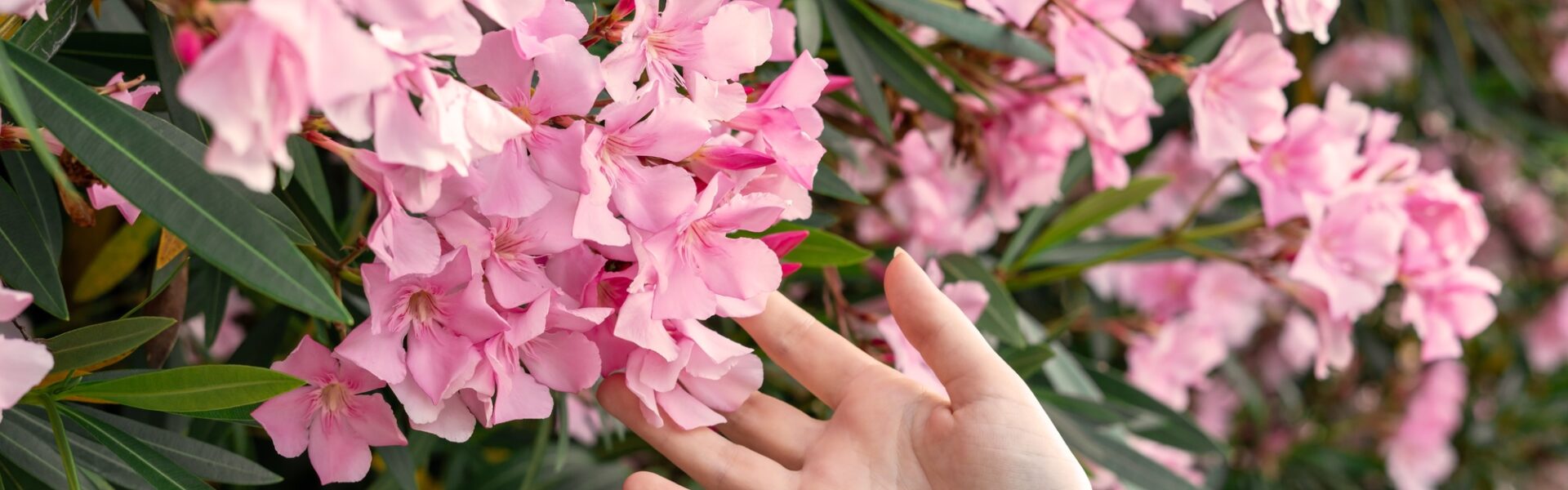 female hand touching pink flowers in Botanical garden common oleander Nerium oleander
