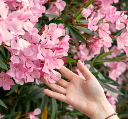 female hand touching pink flowers in Botanical garden common oleander Nerium oleander