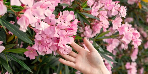 female hand touching pink flowers in Botanical garden common oleander Nerium oleander