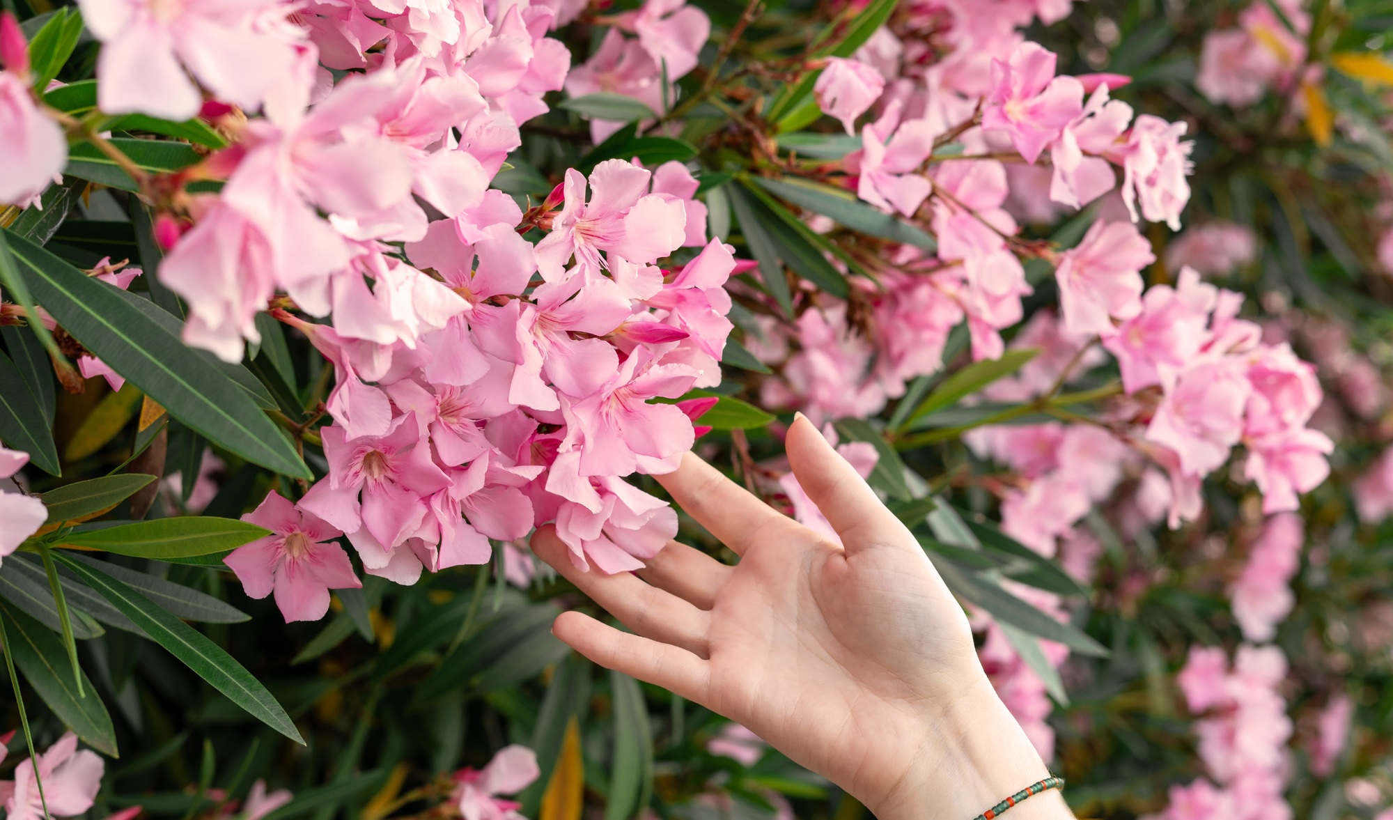 female hand touching pink flowers in Botanical garden common oleander Nerium oleander
