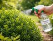protégez vos buis des dégâts causés par la pyrale en utilisant un traitement naturel et efficace à base de vinaigre blanc, une solution de grand-mère facile à appliquer.