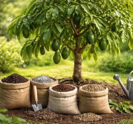 découvrez les meilleurs engrais pour revitaliser votre avocatier aux feuilles tombantes et lui redonner une santé éclatante.