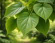 découvrez comment reconnaître et identifier facilement les feuilles du catalpa grâce à notre guide complet et détaillé.