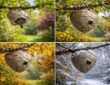 découvrez les saisons essentielles du début de nid de frelon européen pour mieux protéger votre jardin. un guide incontournable pour tout jardinier soucieux de préserver son espace extérieur.