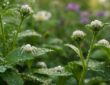 découvrez comment identifier et gérer les petites araignées blanches dans votre jardin avec notre guide pratique destiné aux jardiniers débutants et expérimentés.