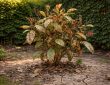découvrez les principaux inconvénients du photinia avant de l'installer chez vous pour faire un choix éclairé et éviter les mauvaises surprises.