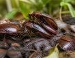découvrez les secrets fascinants de la reproduction des cafards de jardin et apprenez comment ils se multiplient dans votre environnement extérieur.