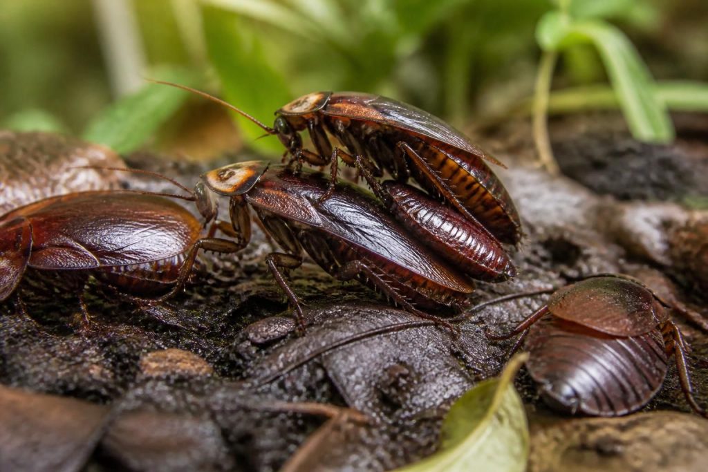 découvrez les secrets fascinants de la reproduction des cafards de jardin et apprenez comment ils se multiplient dans votre environnement extérieur.