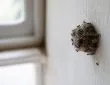 découvrez nos conseils pratiques pour capturer facilement une photo nette et détaillée d'un nid de mouche à la maison, avec astuces pour l'éclairage, le cadrage et l'équipement.