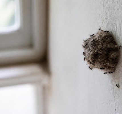 découvrez nos conseils pratiques pour capturer facilement une photo nette et détaillée d'un nid de mouche à la maison, avec astuces pour l'éclairage, le cadrage et l'équipement.