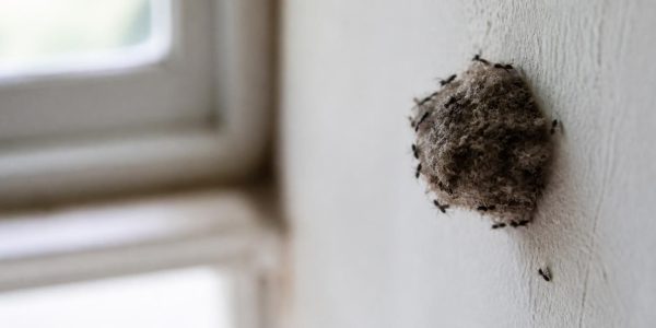 découvrez nos conseils pratiques pour capturer facilement une photo nette et détaillée d'un nid de mouche à la maison, avec astuces pour l'éclairage, le cadrage et l'équipement.