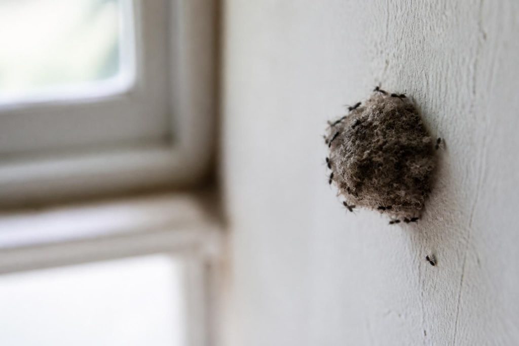 découvrez nos conseils pratiques pour capturer facilement une photo nette et détaillée d'un nid de mouche à la maison, avec astuces pour l'éclairage, le cadrage et l'équipement.