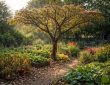 découvrez la durée de vie de l'albizia toxique et les impacts qu'elle peut avoir sur vos jardins familiaux, avec des conseils pour gérer ses effets et protéger votre environnement.