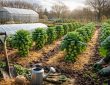 découvrez nos astuces pour planter et cultiver des choux de bruxelles afin de profiter d'un jardin productif et verdoyant tout l'hiver.