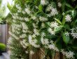 découvrez les secrets du jasmin étoilé brise-vue, une plante grimpante idéale pour créer un écran naturel et parfumé. guide complet pour son entretien et sa culture.