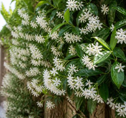 découvrez les secrets du jasmin étoilé brise-vue, une plante grimpante idéale pour créer un écran naturel et parfumé. guide complet pour son entretien et sa culture.